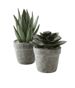 MAYER-koristekasvit, 2 kpl Vihreä