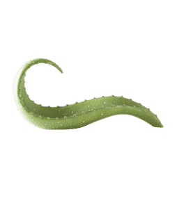 TOPAWA-koristekulho Vihreä